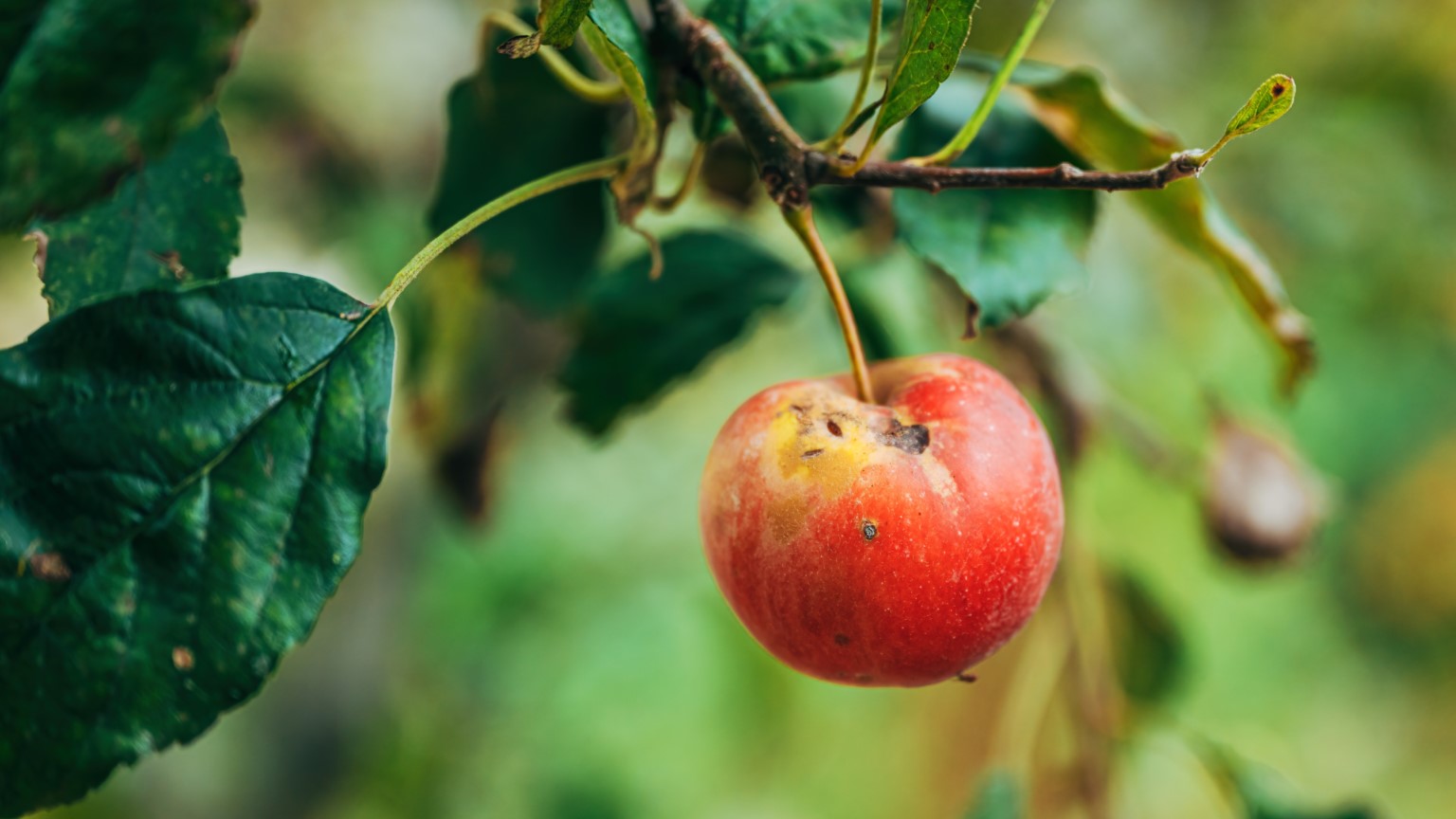 Old overripe apple fruit on the branch in orchard